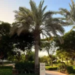 Top 10 Proven Tips for Buying Property in Dubai with Confidence (2)